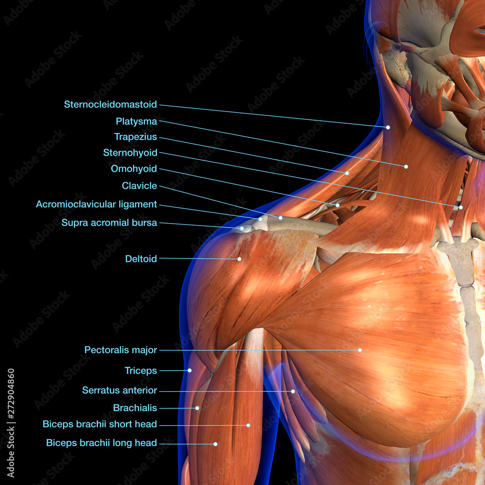 Download Male Shoulder And Chest Muscles Labeled Chart On White Stock