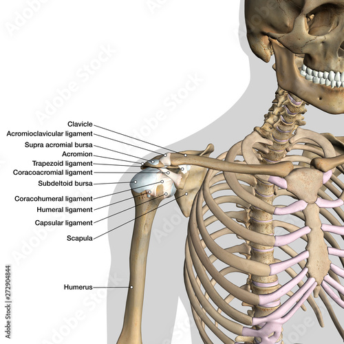 Labeled Anatomy Chart of Shoulder Ligaments on White Background