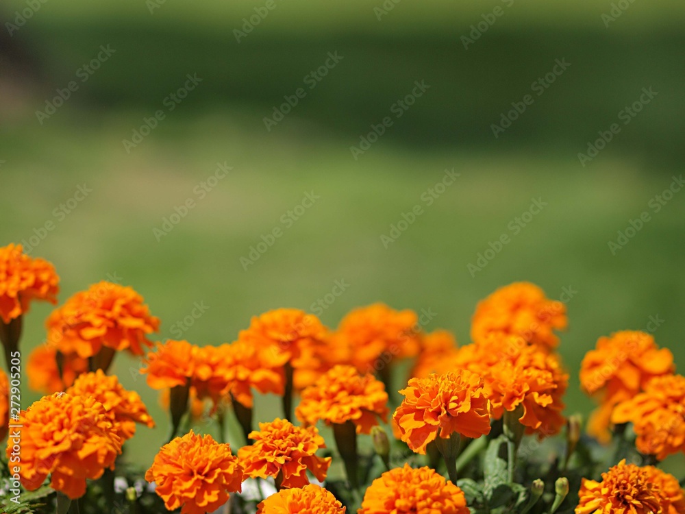 マリーゴールドの花 マリーゴールドの花
