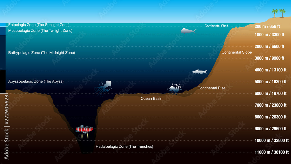 Graphic shows the 5 zones according to the depth of the ocean, with scale  in meters and feet. The graphic includes silhouettes of fish, octopus,  squid and submarine. Vector image Stock Vector