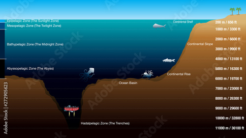 Graphic shows the 5 zones according to the depth of the ocean, with scale in meters and feet. The graphic includes silhouettes of fish, octopus, squid and submarine. Vector image