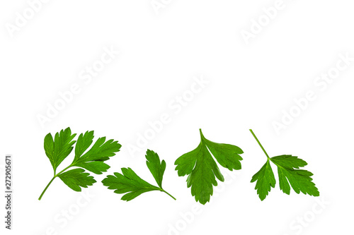 close up of flat leaf parsley leaves on white background with copy space above