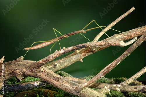 Stick insect or Phasmids (Phasmatodea or Phasmatoptera) also known as walking stick insects, stick-bugs, bug sticks or ghost insect. Stick insect camouflaged on tree. Selective focus, copy space © Cheattha
