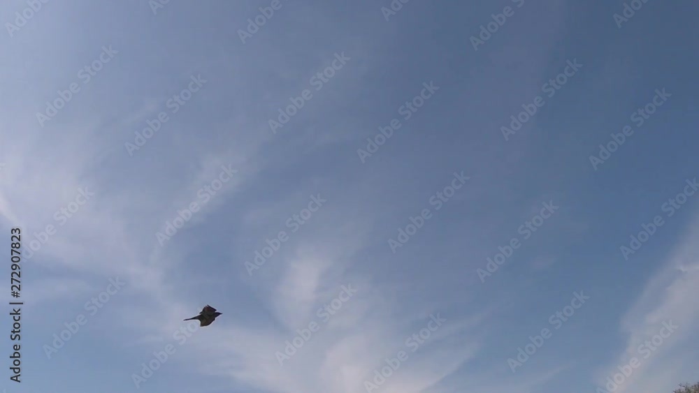 SLOW MOTION - Bird flying out of a huge pine tree on a sunny day. SLOW MOTION - Bird flying out of a huge pine tree on a sunny day.