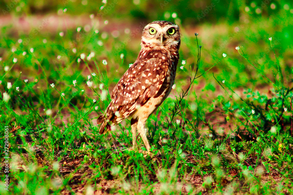 bird, owl, nature, animal, wildlife, wild, beak, hawk, prey, birds, falcon, eagle, raptor, feathers, feather, burrowing, grass, eye, bird of prey, brown, hunter, portrait, animals, green, predator bird, owl, nature, animal, wildlife, wild, beak, hawk, prey, birds, falcon, eagle, raptor, feathers, feather, burrowing, grass, eye, bird of prey, brown, hunter, portrait, animals, green, predator