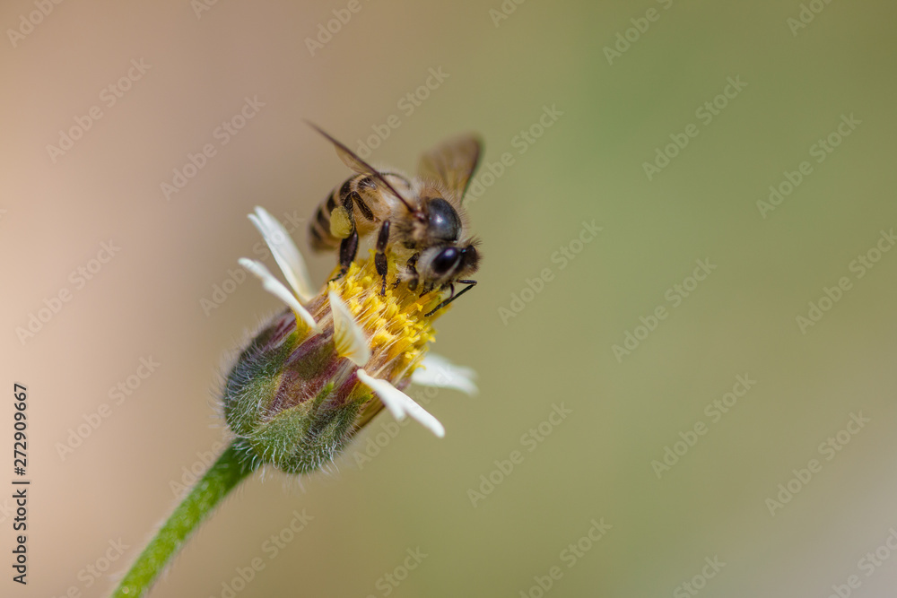 bee on flower bee on flower