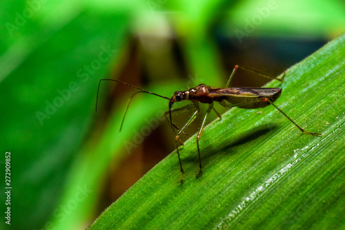  insect on green leaves - image © OutsiderCreative