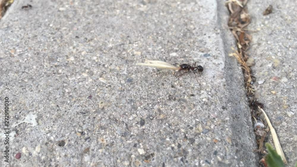 The worker ant is carrying the wheat head to its own nest
