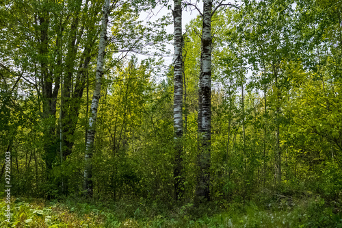 Forestry including birch tress located in the Northwoods of Hayward, WI