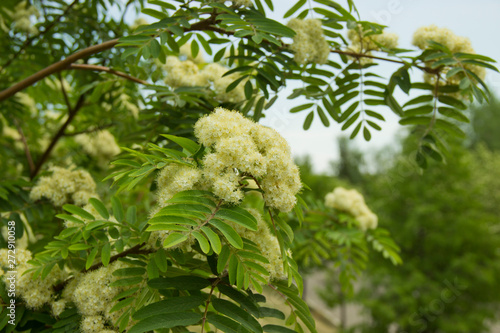 Rowan with white flowers in sunlight.