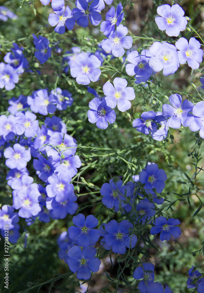 Beautiful blue flowers in the sunlight on the flower bed Beautiful blue flowers in the sunlight on the flower bed
