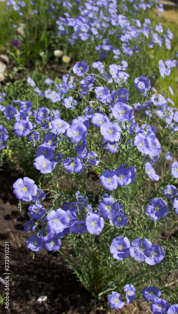 Obraz premium Beautiful blue flowers in the sunlight on the flower bed