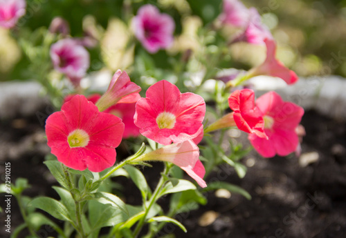 Beautiful Petunia flowers in the sunlight on the flower bed.