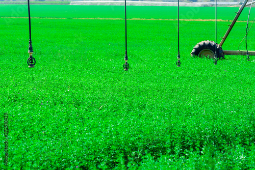 Central pivot irrigation system in a green field in a sunny day. Modern farming