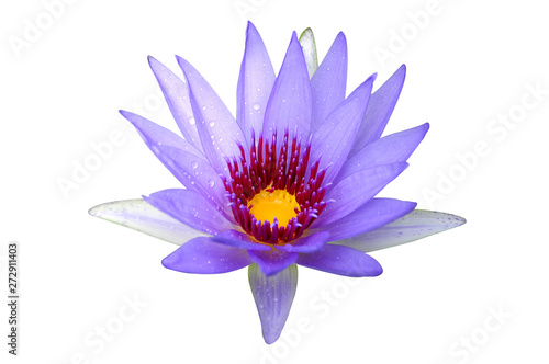 Purple lotus isolated on white background