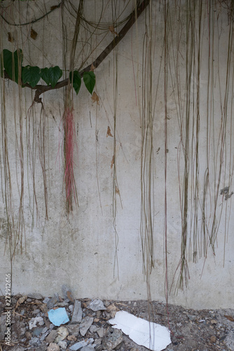 The aerial roots droop in front of the wall