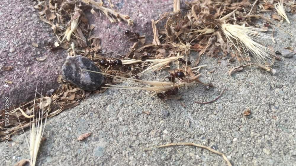 The worker ant is carrying the wheat head to its own nest The worker ant is carrying the wheat head to its own nest