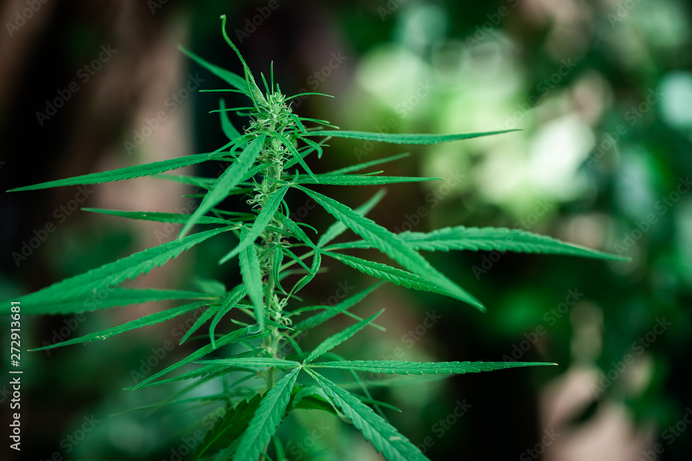 Fototapeta premium cannabis on a Black background