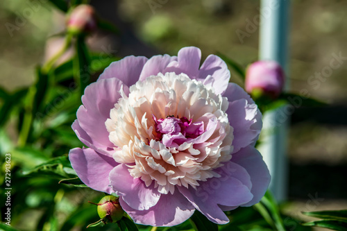 pink flowerof peony in the garden photo