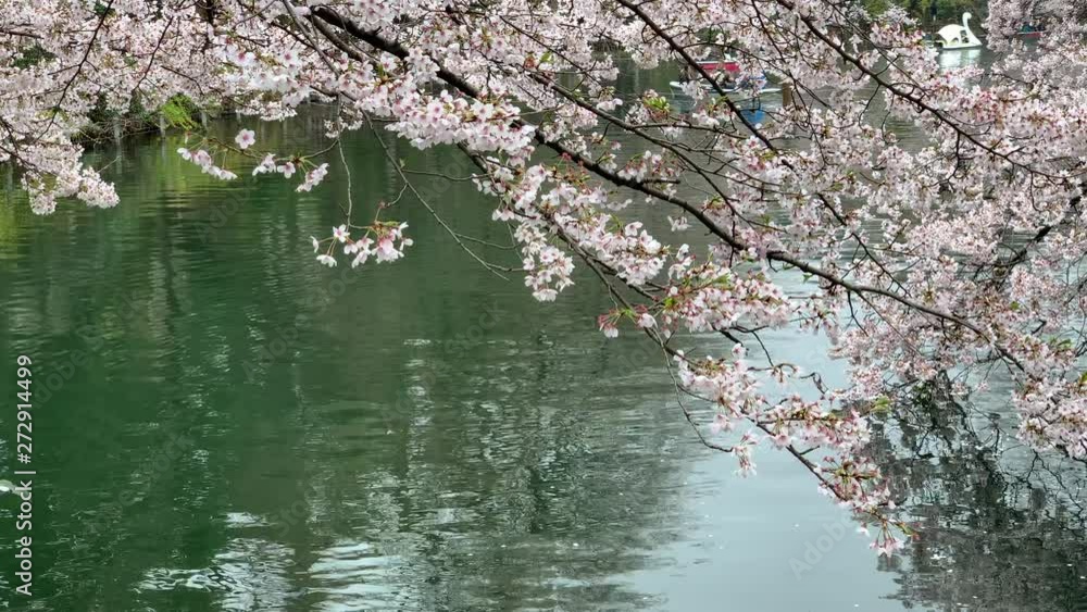 Reflection in the lake of a cherry tree branch and pedal boats are navigating at Inokashira Park. Camera fixed, angle neutral, long shoot. Daytime. (TOKYO, JAPAN - 31st March 2019). Reflection in the lake of a cherry tree branch and pedal boats are navigating at Inokashira Park. Camera fixed, angle neutral, long shoot. Daytime. (TOKYO, JAPAN - 31st March 2019).