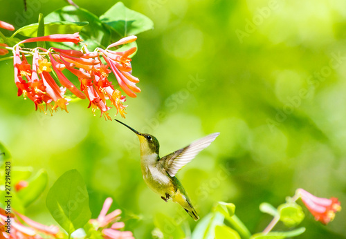 female ruby throated hummingbird and coral honeysuckle with green background