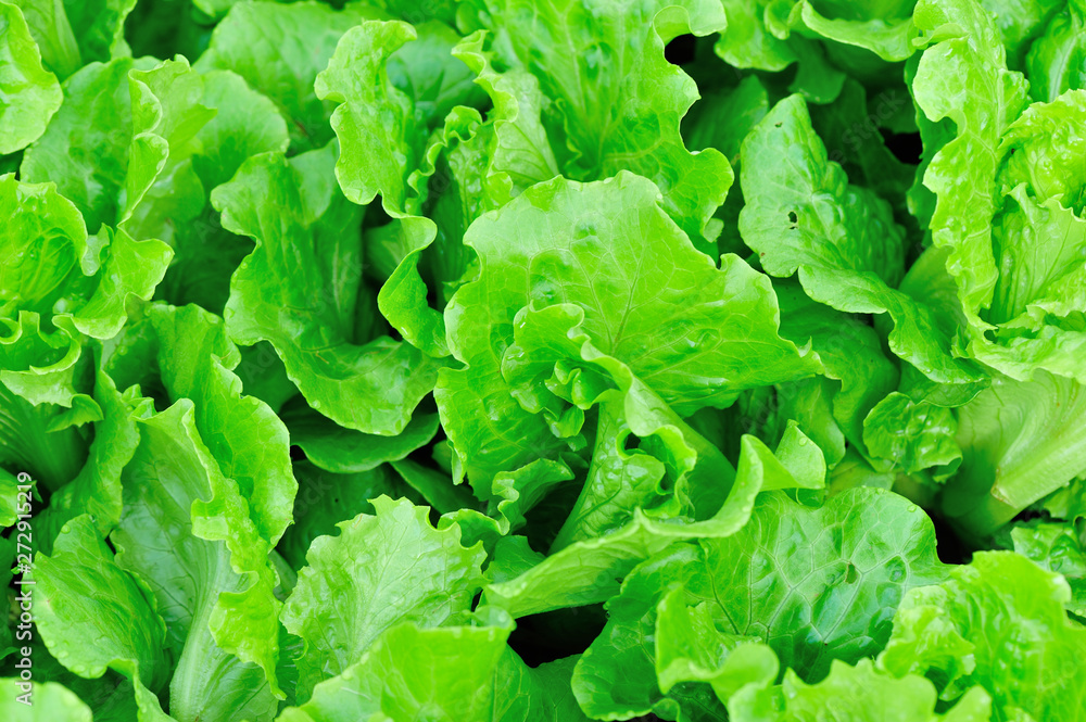 Green lettuce plants in growth at field Green lettuce plants in growth at field