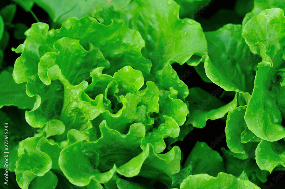 Green lettuce plants in growth at field - obrazy, fototapety, plakaty 