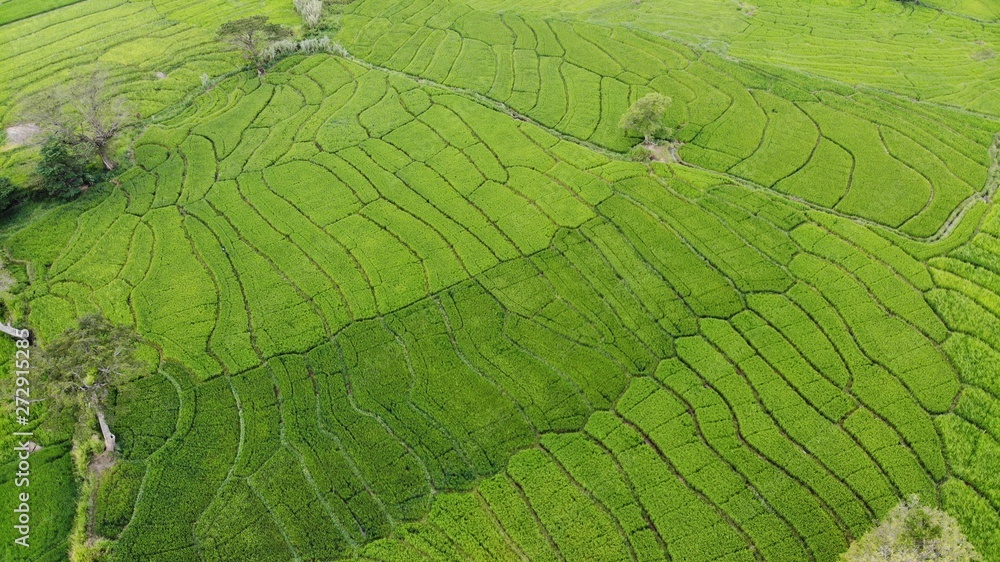 Rice Field on Drone Rice Field on Drone