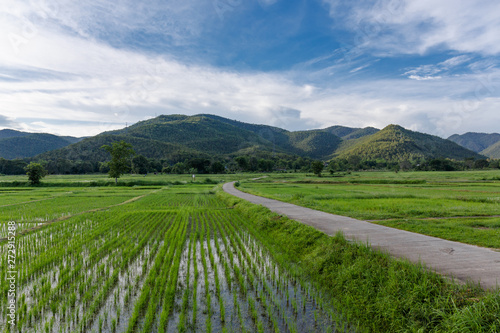Young rice field under blue sky, Thailand