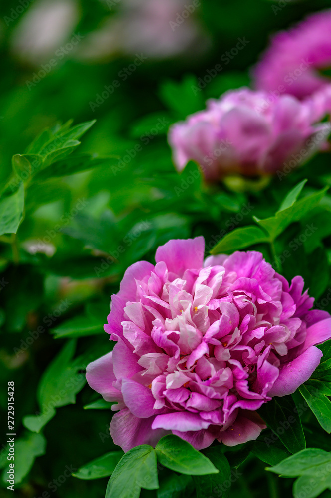 Blooming peony