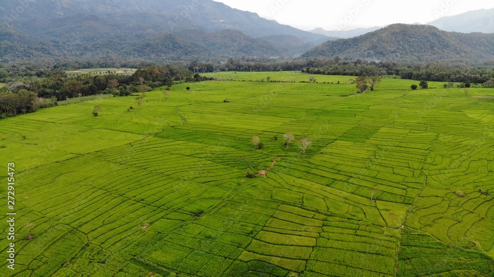 Obraz premium Yellowish paddy Field