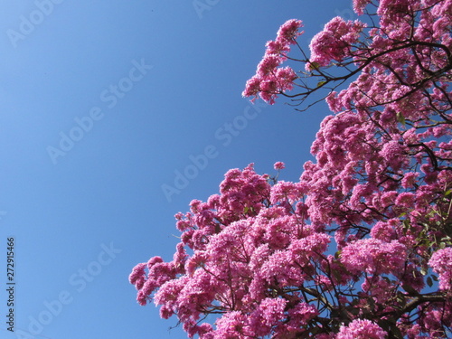 Ipê rosa florido iluminando o céu azul