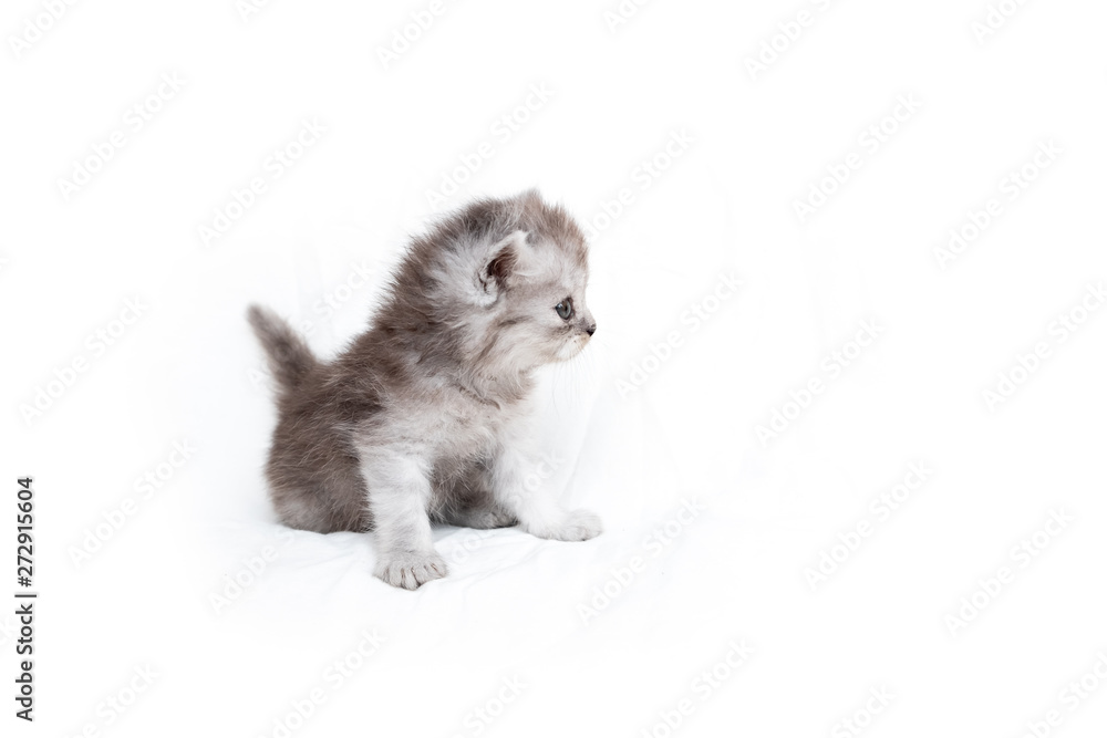 Kitten sitting on a white background.