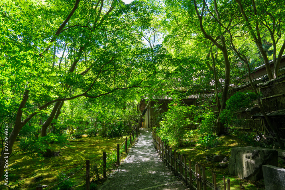 Fototapeta premium 京都 祇王寺の新緑 