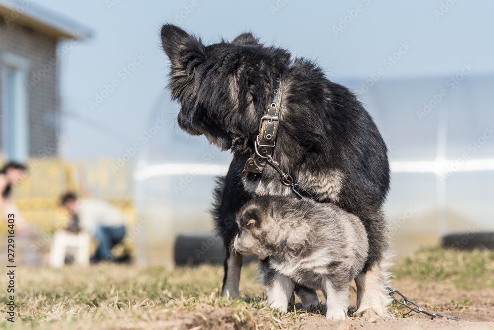 Fototapeta premium Dog mom plays with a puppy.