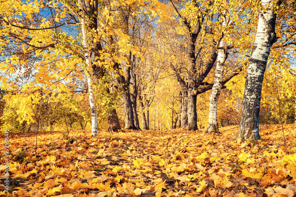 Pathway in the sunny autumn park Pathway in the sunny autumn park