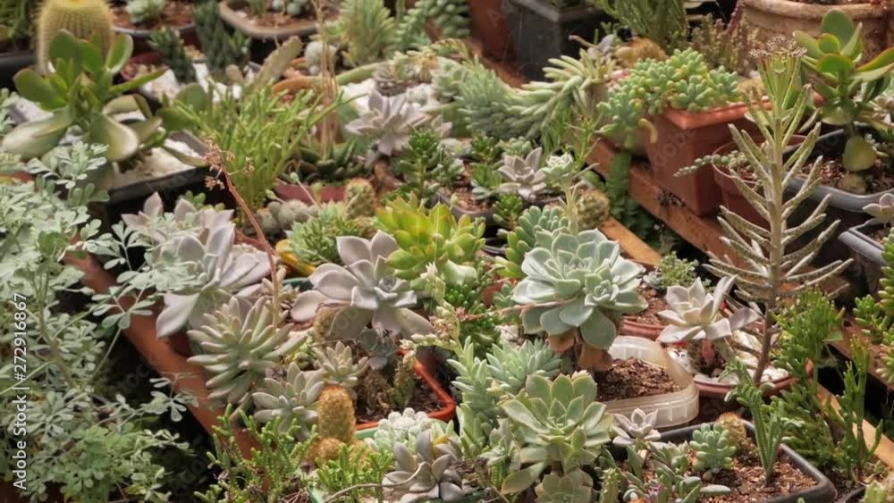 The flowers are cacti inside pots exposed in a garden. An image is in the middle and shot stabilizer The flowers are cacti inside pots exposed in a garden. An image is in the middle and shot stabilizer