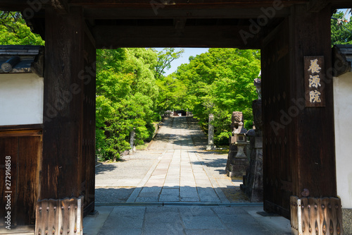 京都 養源院の新緑 