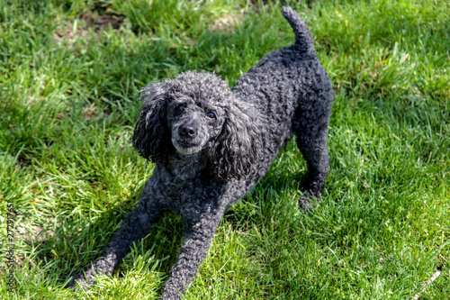 Black toy poodle