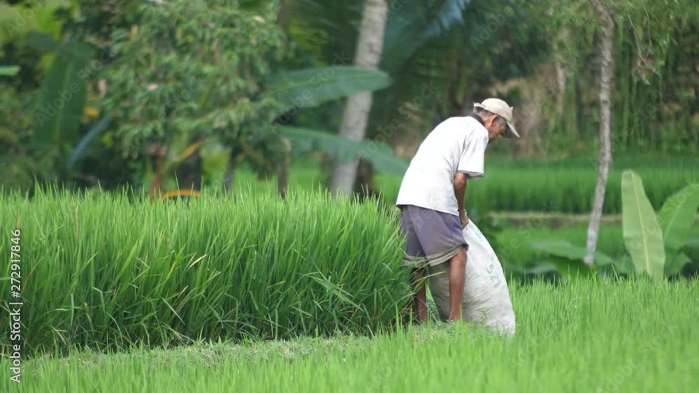 Old Balinese man working in a rice field lifting a heavy white sack filled with harvested rice. Tropical green landscape. Traditional Asian agriculture. Man hard at work in a rice paddy. Wide view. Old Balinese man working in a rice field lifting a heavy white sack filled with harvested rice. Tropical green landscape. Traditional Asian agriculture. Man hard at work in a rice paddy. Wide view.