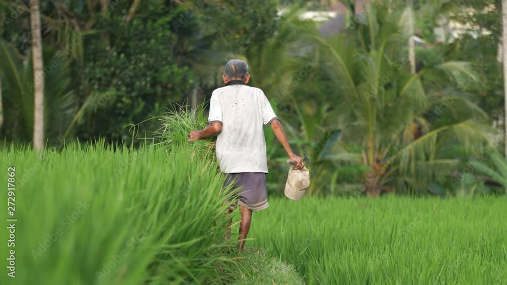 Old Bali rice worker walks on the narrow berm between paddies as he does his work cutting grass and maintaining the crops. Beautiful tropical landscape background. Low angle view. Old Bali rice worker walks on the narrow berm between paddies as he does his work cutting grass and maintaining the crops. Beautiful tropical landscape background. Low angle view.