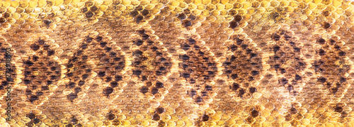 Принти на полотні Texas Diamondback Rattlesnake.