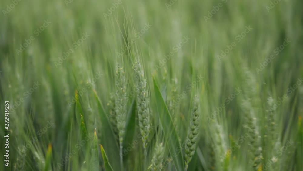 Close up shot of wheat plants swaying in the wind Close up shot of wheat plants swaying in the wind