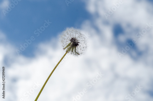 Fluffy dandelion against the sky