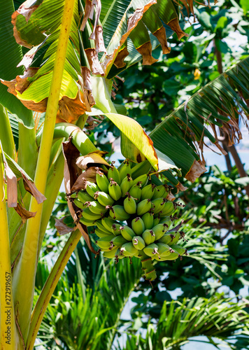 Green bananas on tree