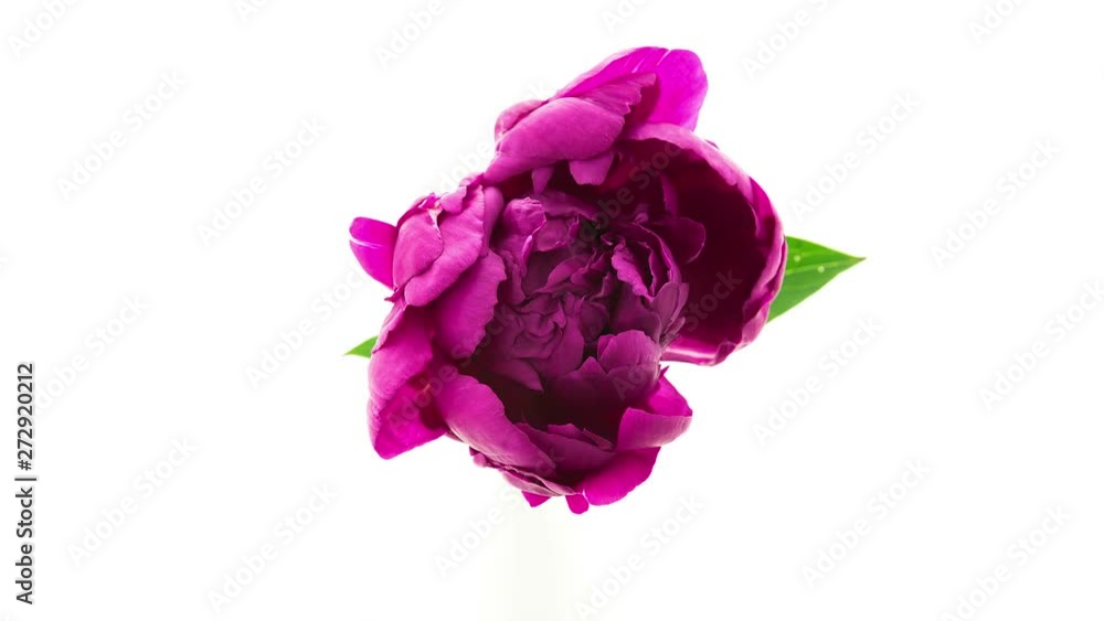 Timelapse of dark purple fully double peony flower blooming on white background top view Timelapse of dark purple fully double peony flower blooming on white background top view