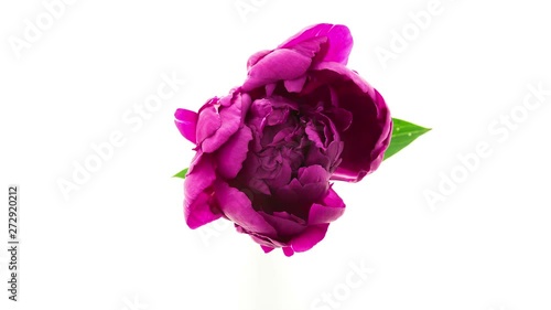 Timelapse of dark purple fully double peony flower blooming on white background top view
