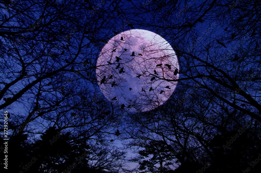 Fototapeta premium full moon in the sky