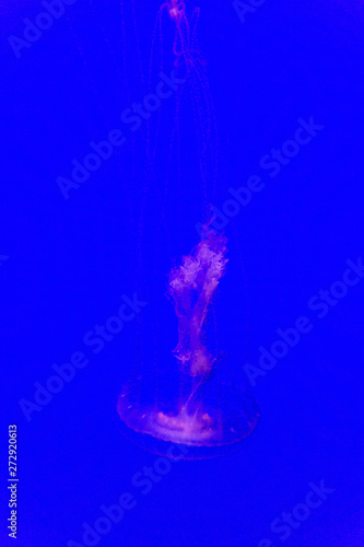 Jellyfish in water