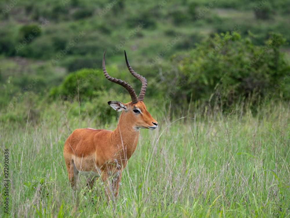 Impala in Nairobi National Park, Kenya Impala in Nairobi National Park, Kenya